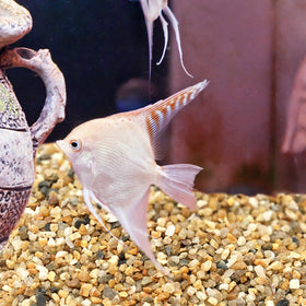 OUPENG Coarse Sand Stone succulent container flair improves drainage and aesthetics.