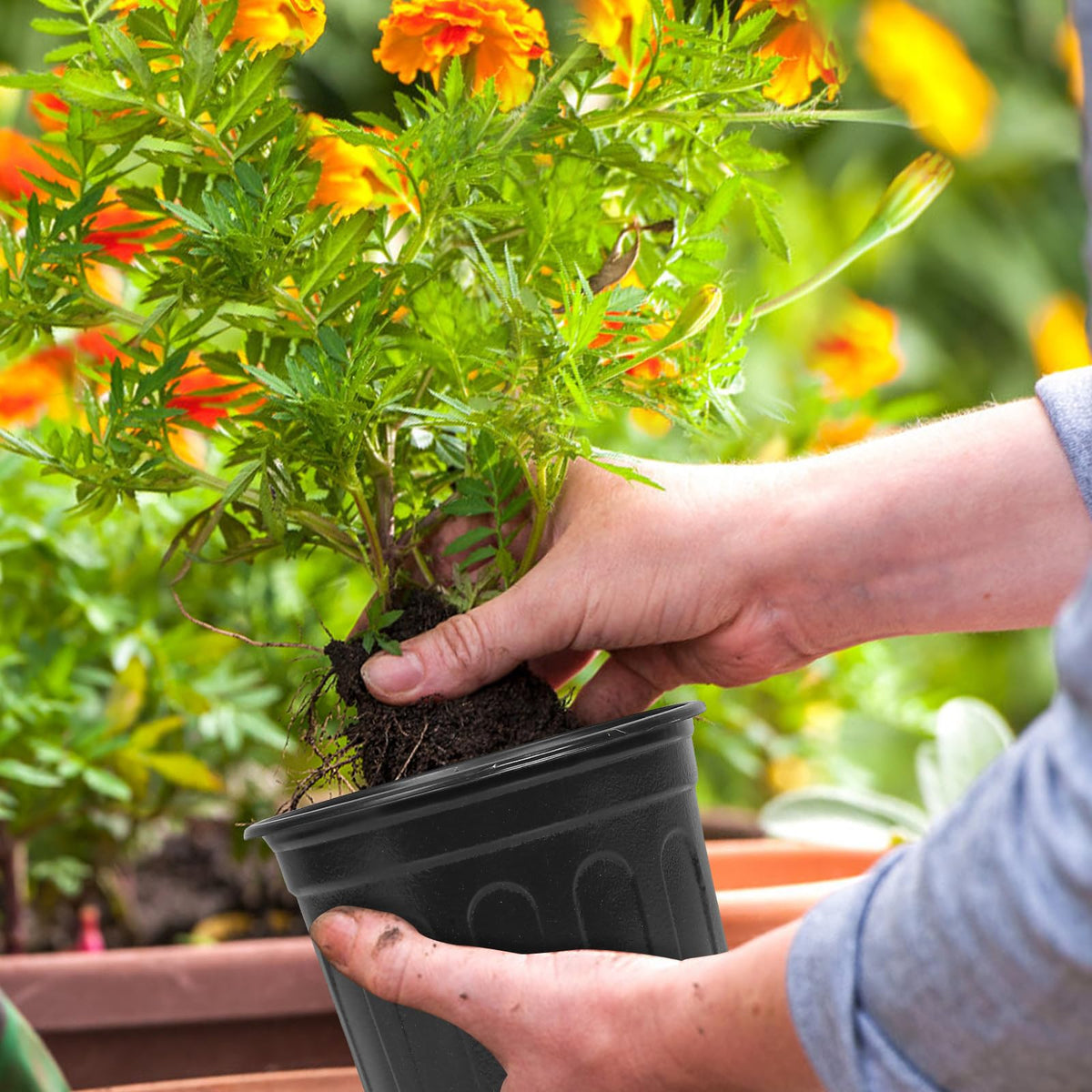 OUPSAUI 5 gal pots sold as a 12-pack for nursery readiness