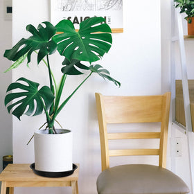 Oupsaui indoor-outdoor compatible tray supports versatile placement near pots.