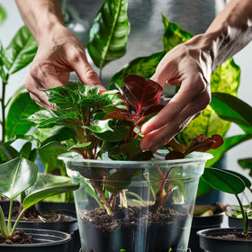 OUPSAUI seedling pots support starting herbs, succulents, and cuttings