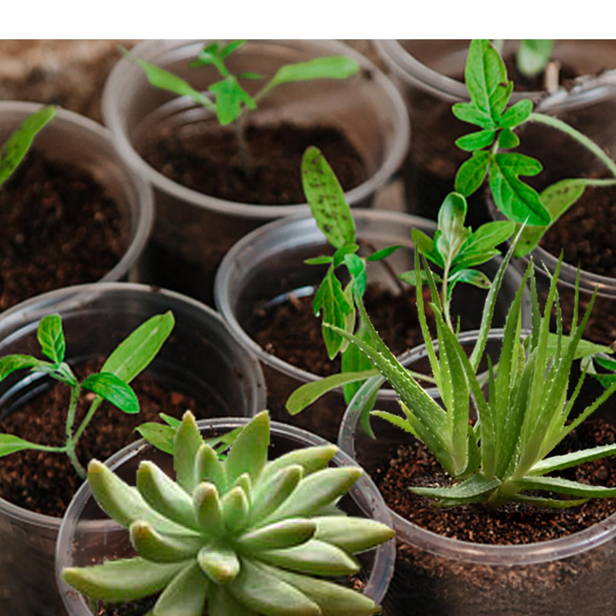 OUPSAUI reusable nursery pots promote tidy, organized plant starts