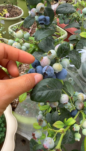 Outdoor planting of Seeds Of Strength blueberries in a garden bed