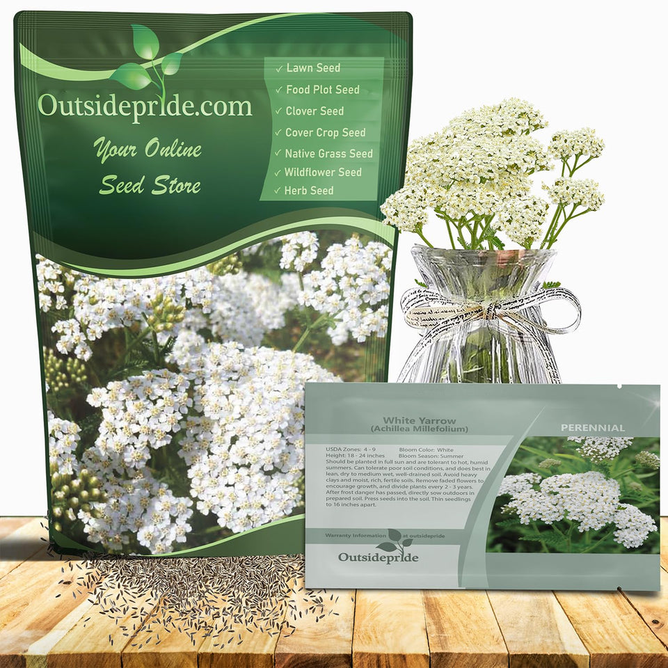 Outsidepride Achillea Millefolium Wild White Yarrow seeds package for a sunny garden.