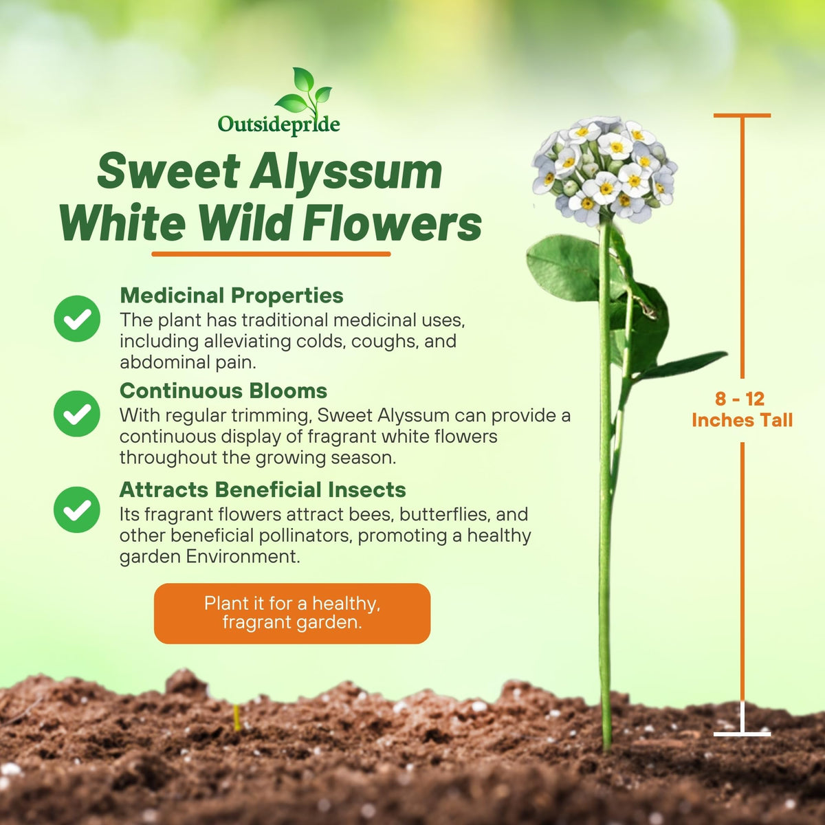 Outsidepride alyssum border edge flowers adding color to a garden edge