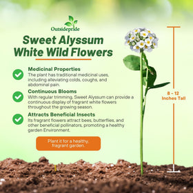 Outsidepride alyssum border edge flowers adding color to a garden edge