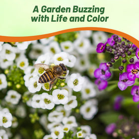 Outsidepride drought-tolerant alyssum thriving in sun and heat.