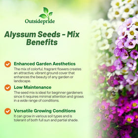 Outsidepride alyssum ground-cover forming a dense color carpet.