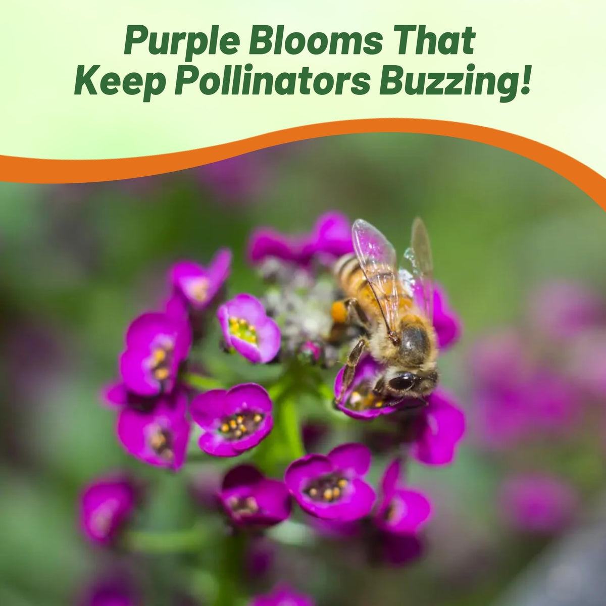 Outsidepride Honey-scented alyssum blooms brighten sunny garden spots.