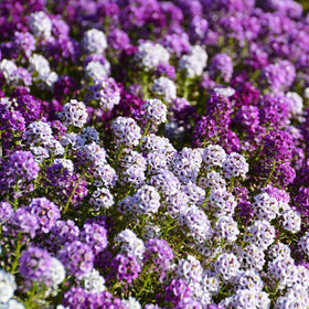Outsidepride low-growing border alyssum edging garden beds.