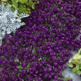 Outsidepride Low-growing alyssum provides neat edging and pathways.