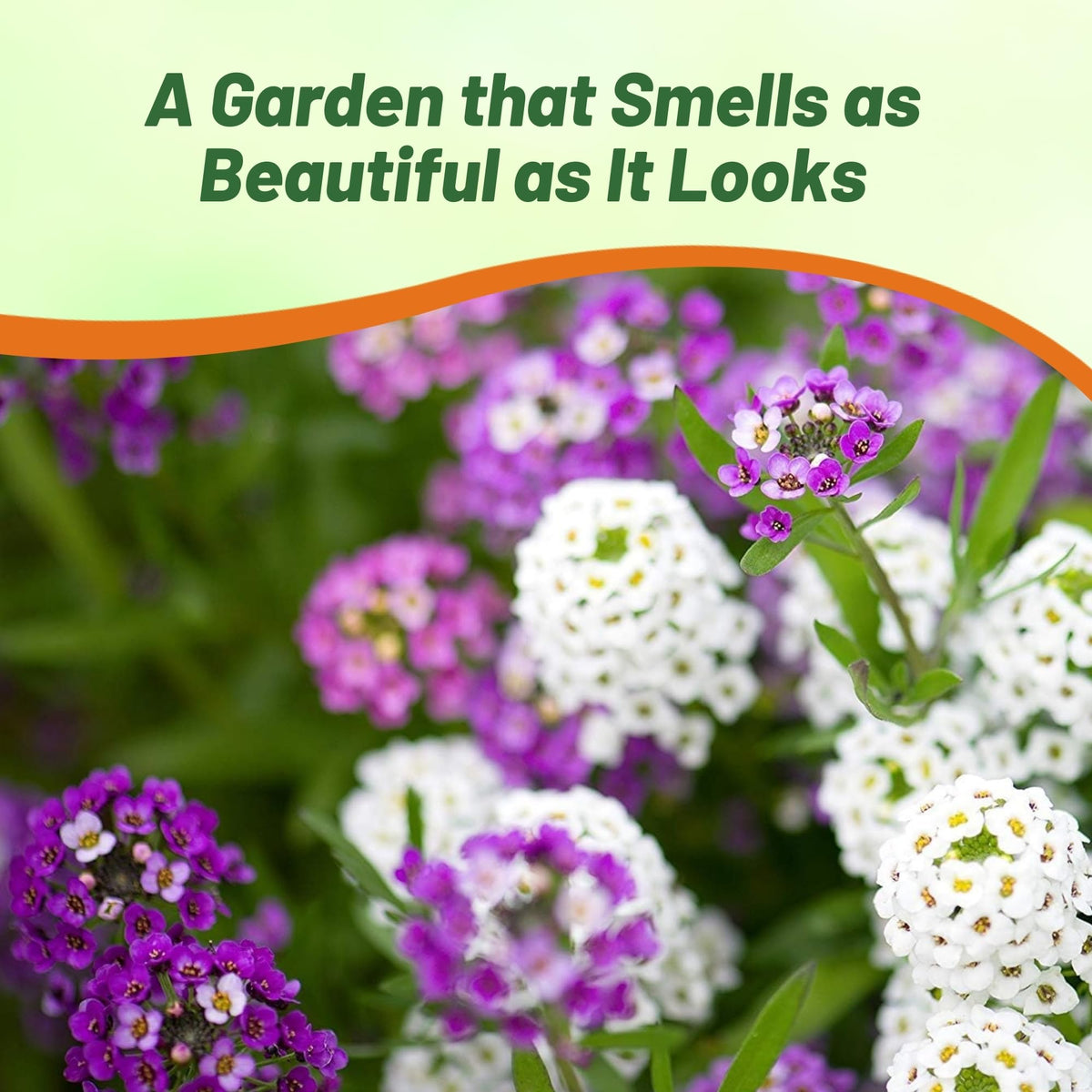 Outsidepride alyssum attracting bees and butterflies for pollination.
