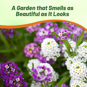 Outsidepride alyssum attracting bees and butterflies for pollination.