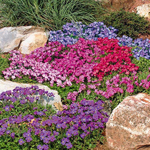 Outsidepride Aubrieta cascades from a hanging basket with color