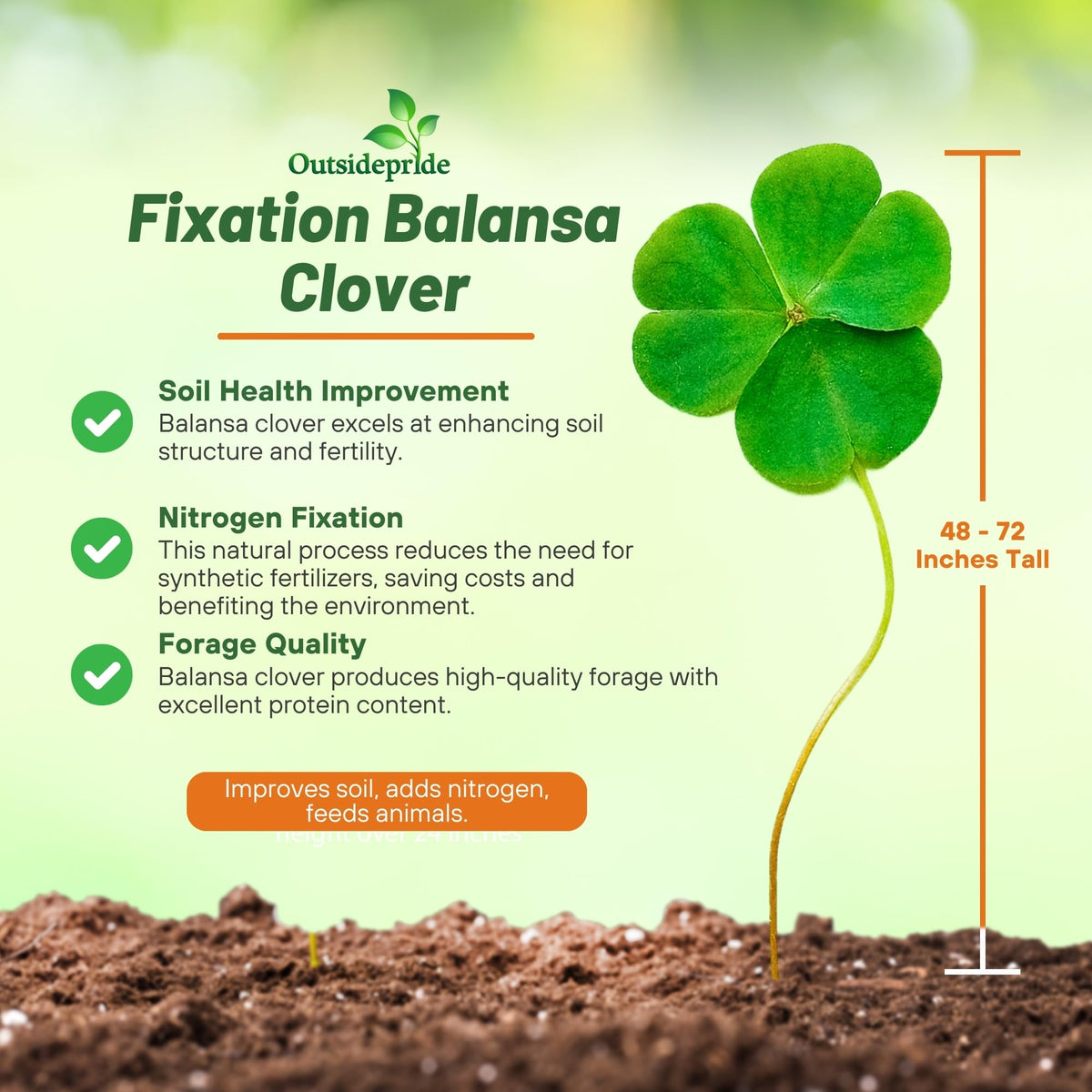 Outsidepride Balansa Clover dense biomass mulch improves soil moisture and structure.
