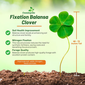 Outsidepride Balansa Clover dense biomass mulch improves soil moisture and structure.