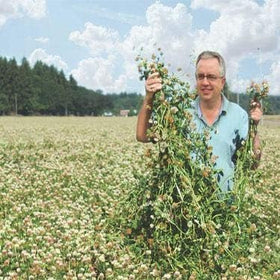 Outsidepride Balansa Clover drought-tolerant growth for resilient lawns.