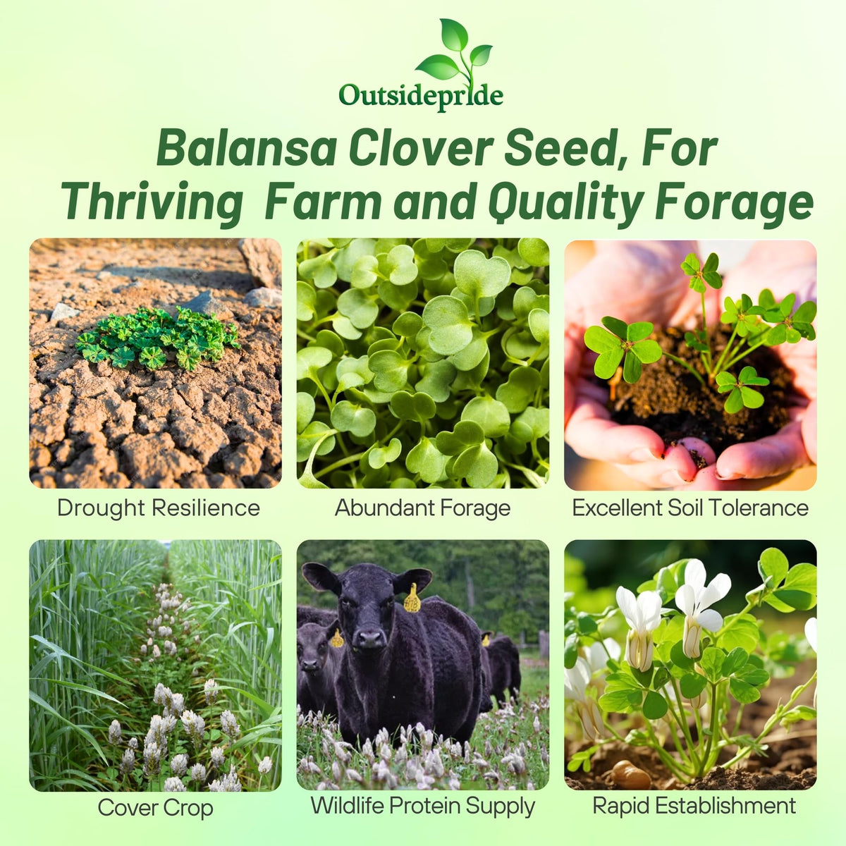 Outsidepride Balansa Clover field growth shows healthy, erosion-protective cover.