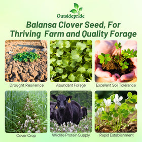 Outsidepride Balansa Clover field growth shows healthy, erosion-protective cover.