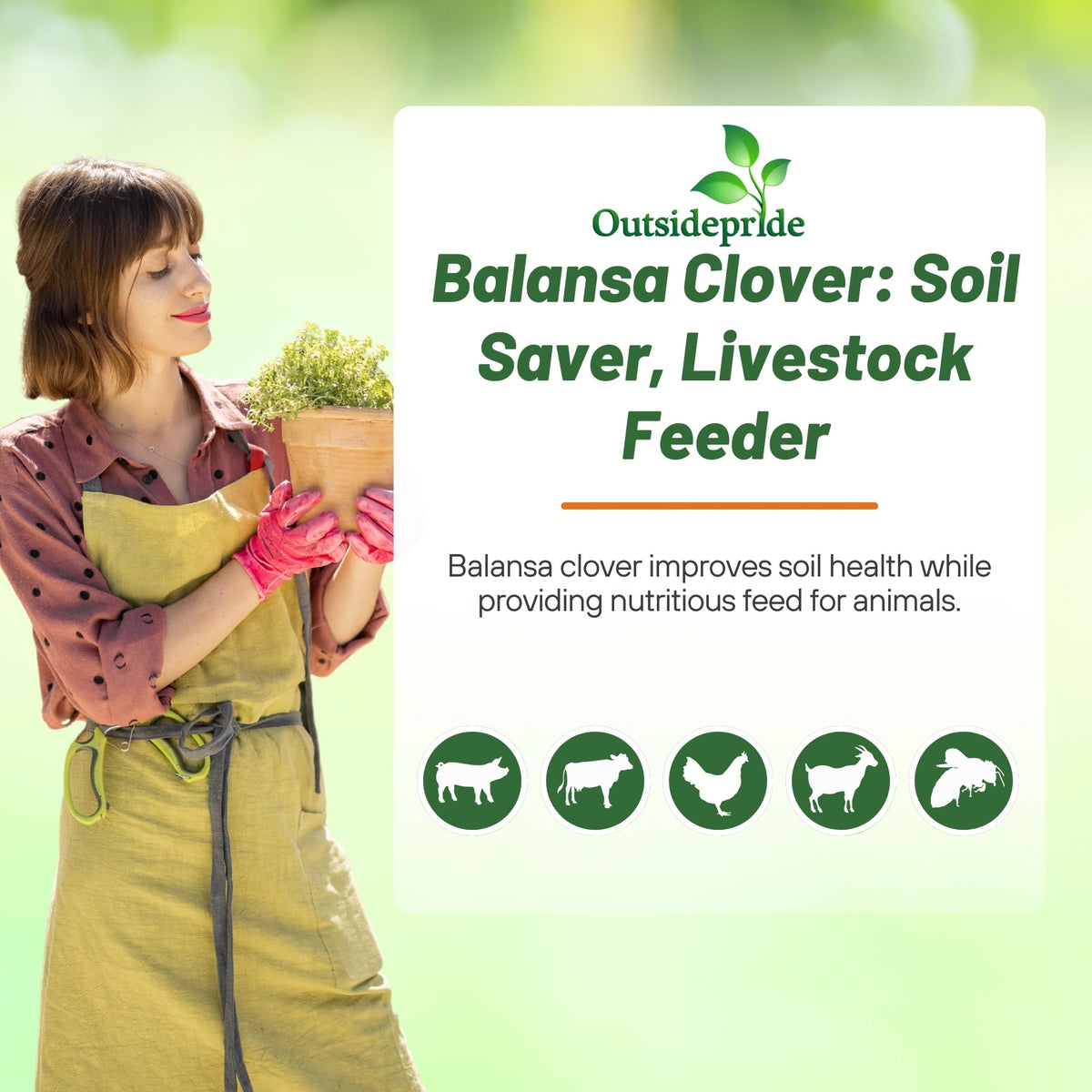 Outsidepride Balansa Clover forage crop provides protein for livestock.