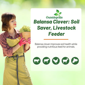 Outsidepride Balansa Clover forage crop provides protein for livestock.