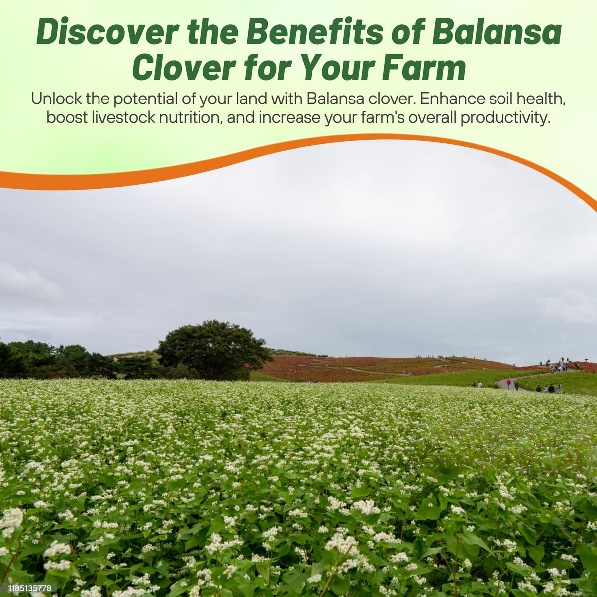 Outsidepride Balansa Clover supports pollinators in a garden setting.
