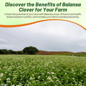 Outsidepride Balansa Clover supports pollinators in a garden setting.