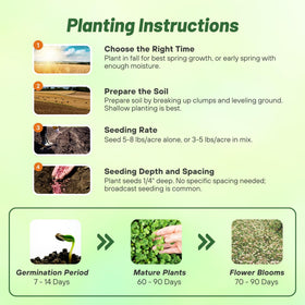 Outsidepride Balansa Clover shades soil to naturally suppress weeds.