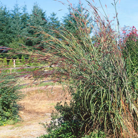 Outsidepride Big Bluestem erosion-control grass stabilizes slopes and garden edges.