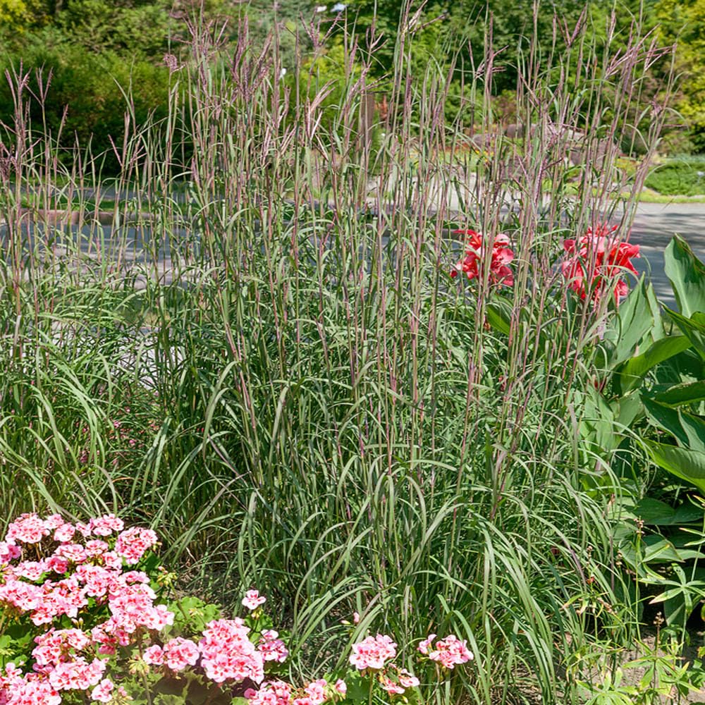 Outsidepride Big Bluestem field landscape blades create natural movement.