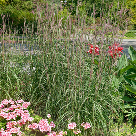 Outsidepride Big Bluestem field landscape blades create natural movement.