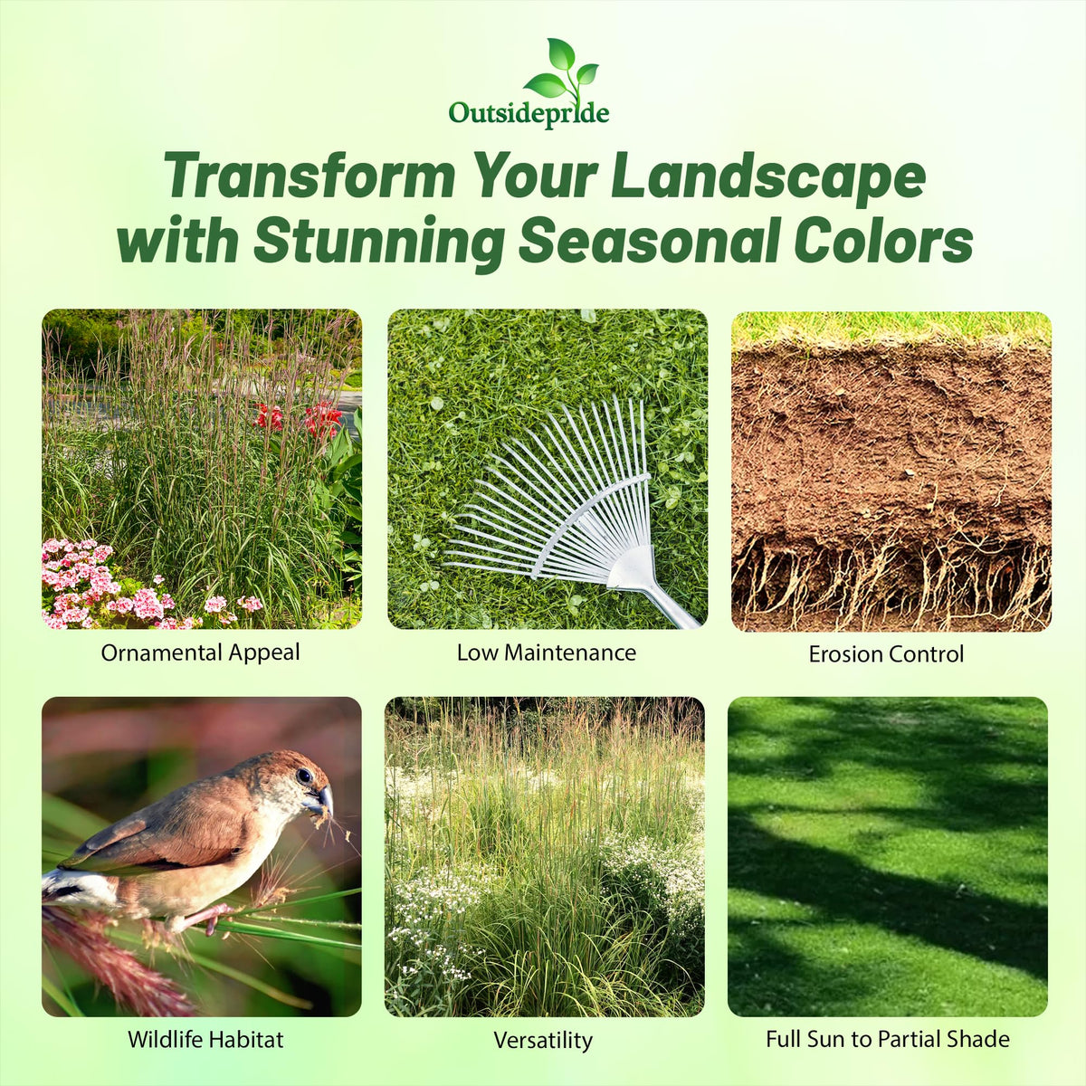 Outsidepride Big Bluestem germination tray shows early growth potential in warm-season lawns.