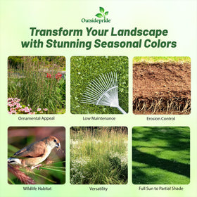Outsidepride Big Bluestem germination tray shows early growth potential in warm-season lawns.