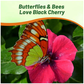 Outsidepride Black Cherry Periwinkle displayed in containers for patio color