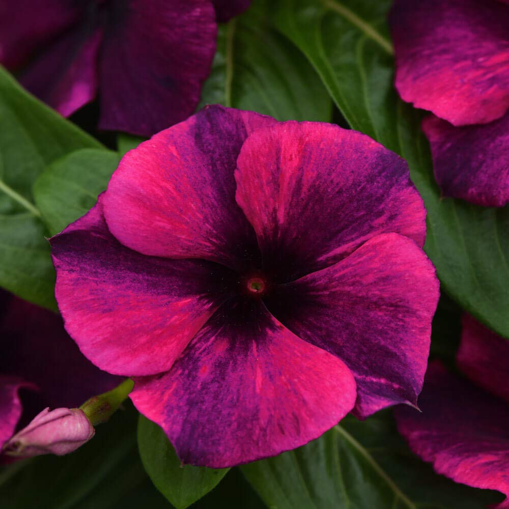 Outsidepride Black Cherry Periwinkle thriving in hot sun with drought tolerance