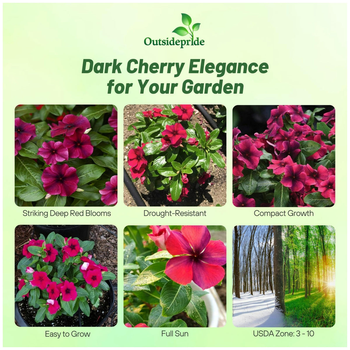 Outsidepride Black Cherry Periwinkle seeds germinating indoors for quick color