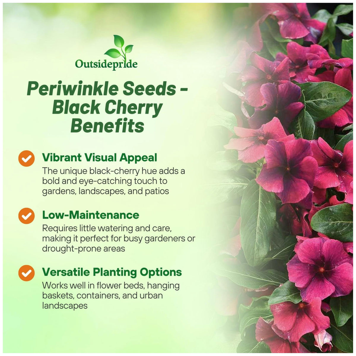 Outsidepride Black Cherry Periwinkle seedlings establishing in pots
