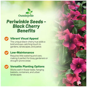 Outsidepride Black Cherry Periwinkle seedlings establishing in pots