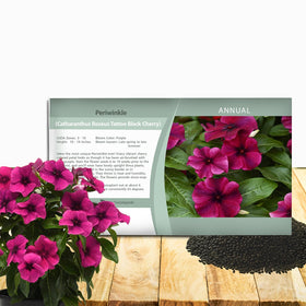 Outsidepride Black Cherry Periwinkle seeds pack ready for planting in the garden beds