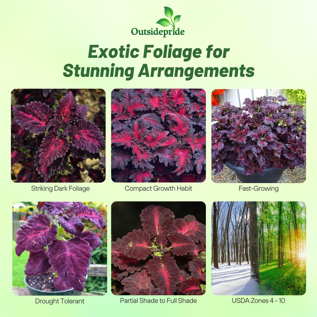 Outsidepride Black Dragon coleus leaves add ornamental color to shaded borders