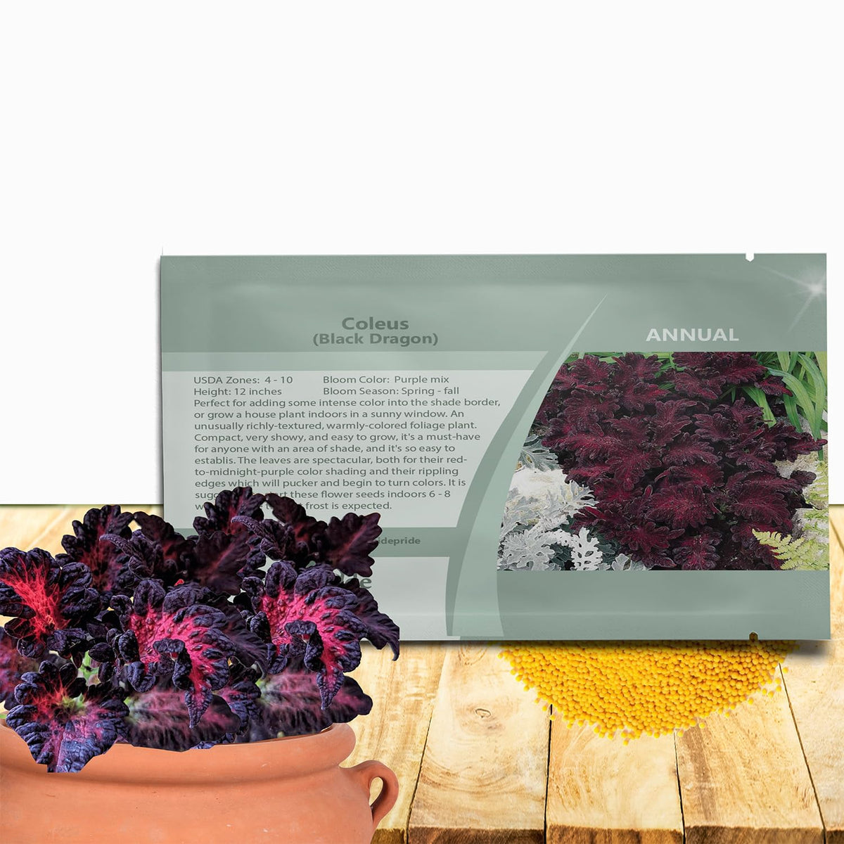 Outsidepride Black Dragon coleus seeds pack ready for shade garden color