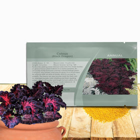 Outsidepride Black Dragon coleus seeds pack ready for shade garden color
