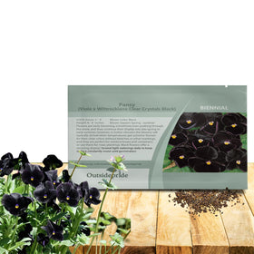 Outsidepride Black Viola Pansy Seeds 1,000 count for beds and containers