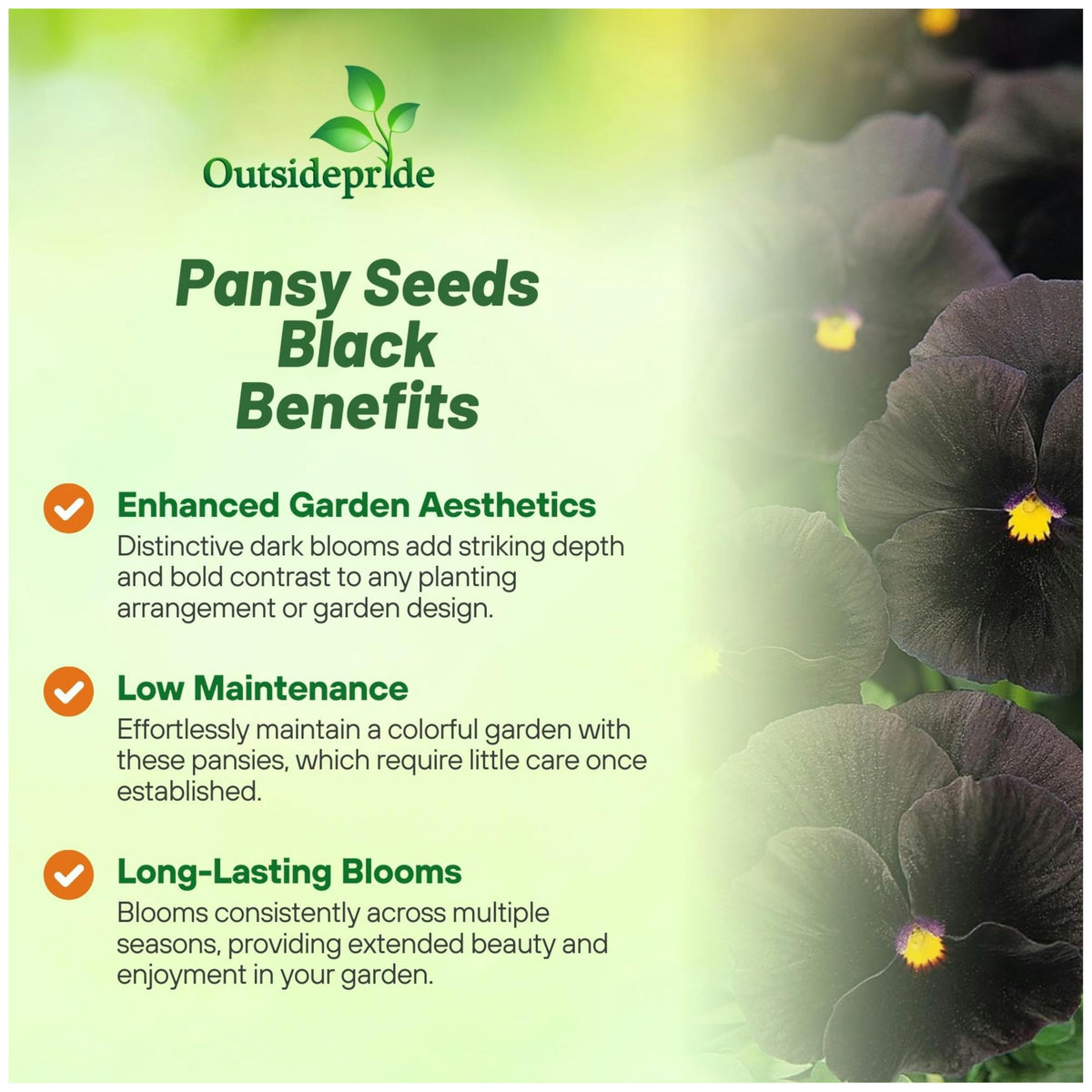 Outsidepride Black Viola Pansy Seeds germination in soil and sprouts