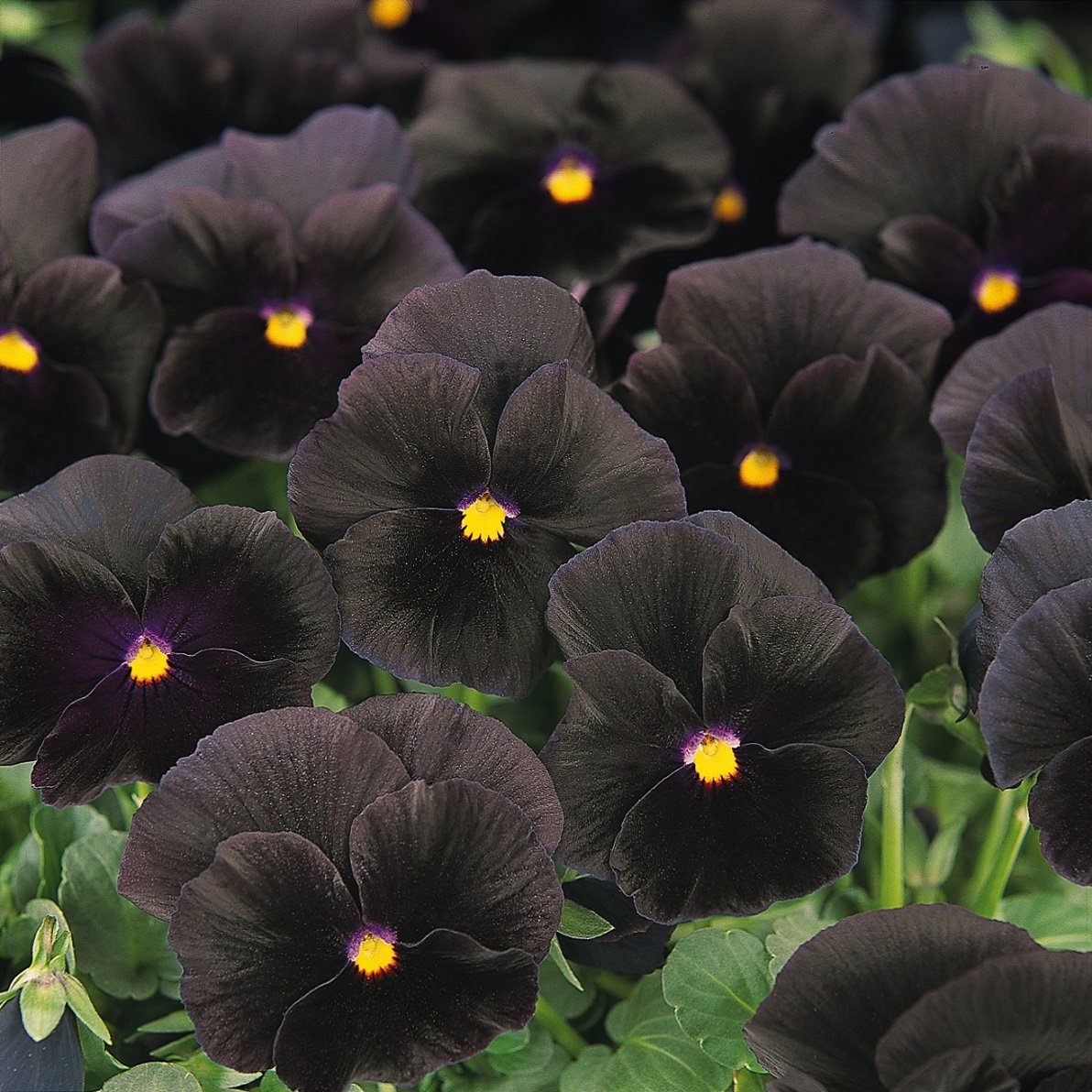 Outsidepride Black Viola Pansy Seeds supporting pollinators with fragrance