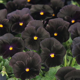 Outsidepride Black Viola Pansy Seeds supporting pollinators with fragrance