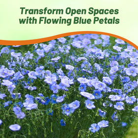 Blue flax plants reach 12-24 inches, adding vertical texture to beds.