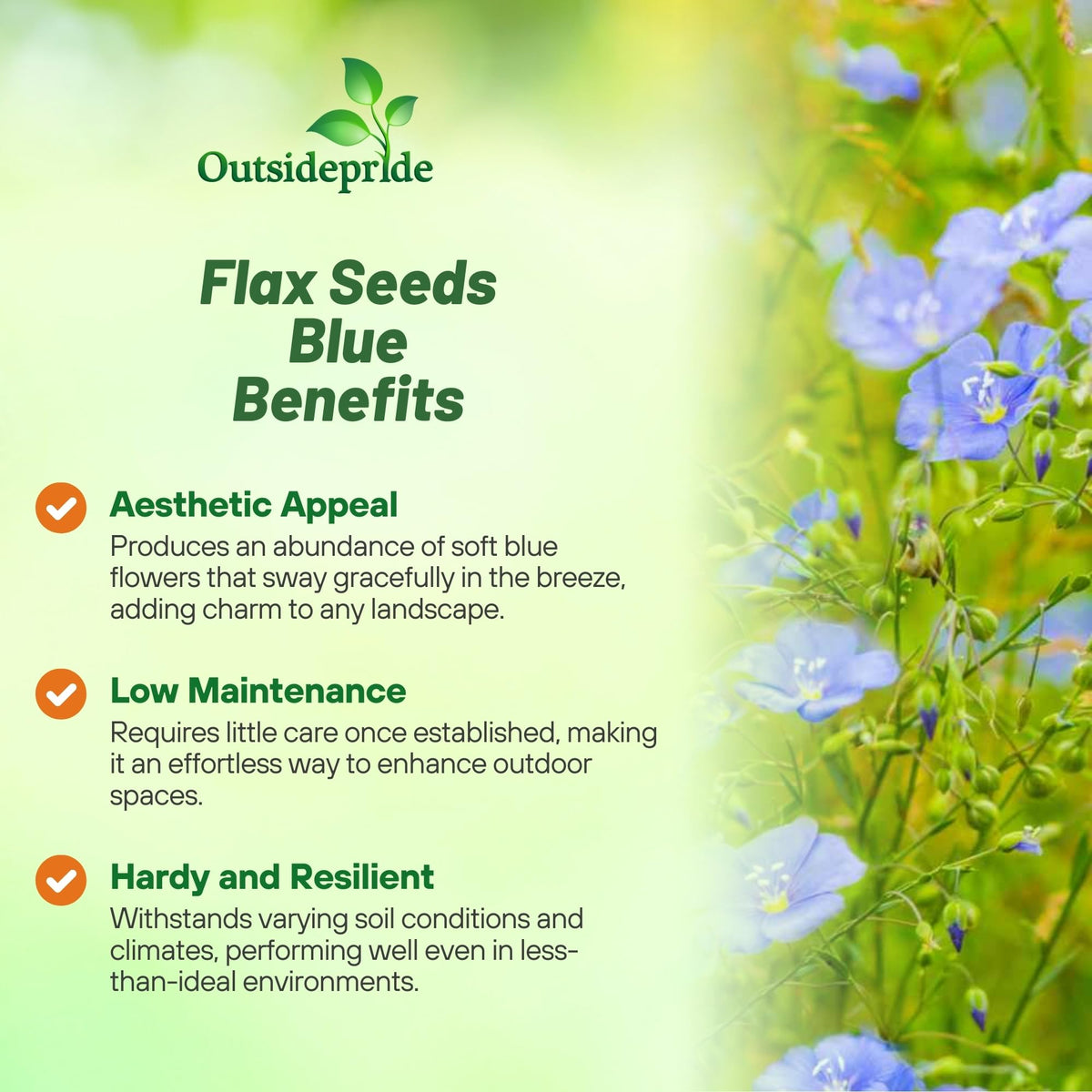 Blue flax blooms attracting pollinators in a bordered garden bed.