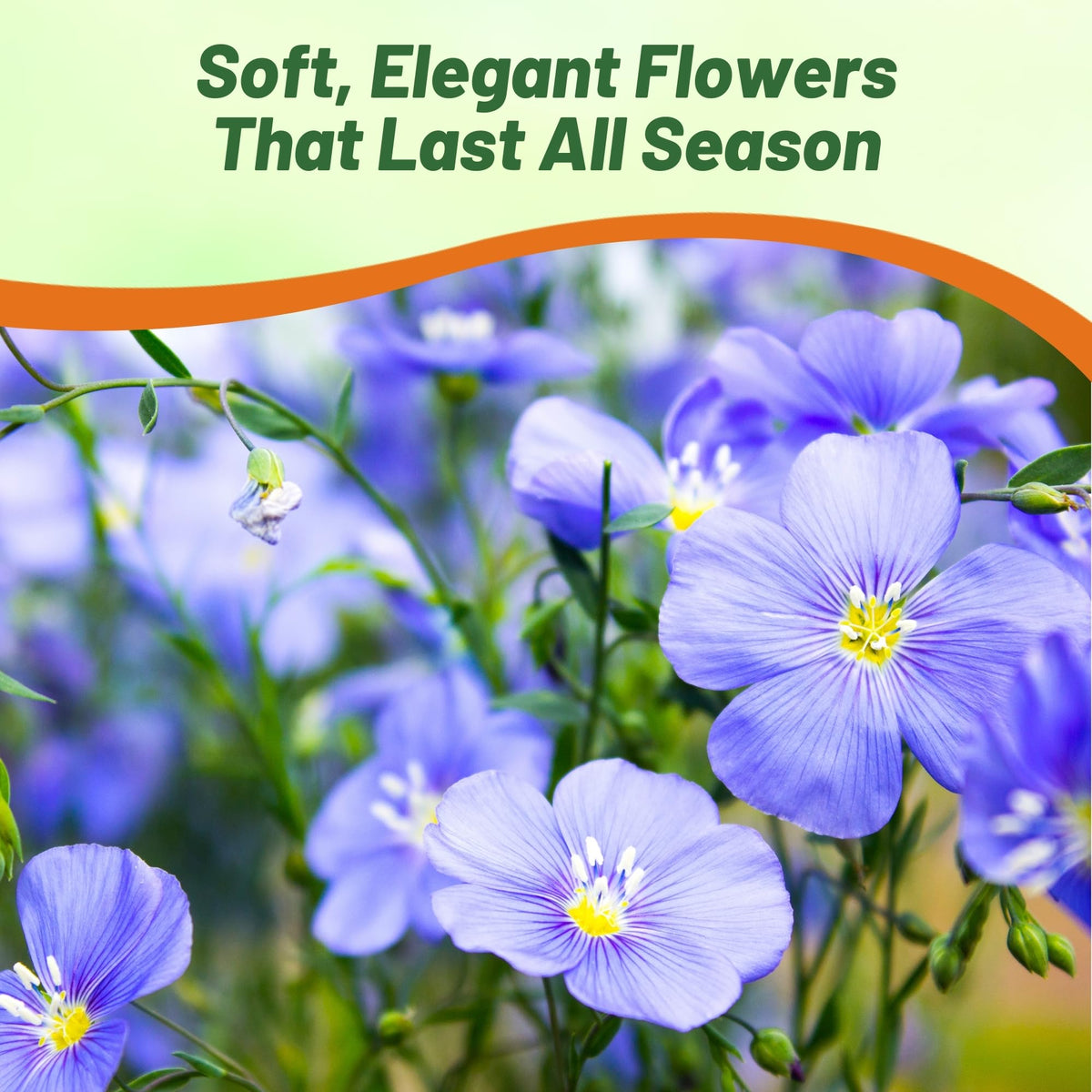 Outsidepride Blue Flax Seeds self-seed, keeping color in borders year after year.