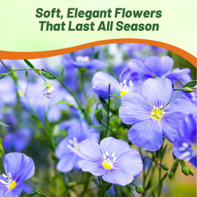 Outsidepride Blue Flax Seeds self-seed, keeping color in borders year after year.