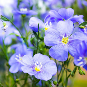 Blue flax suited for xeriscapes and water-wise garden designs.
